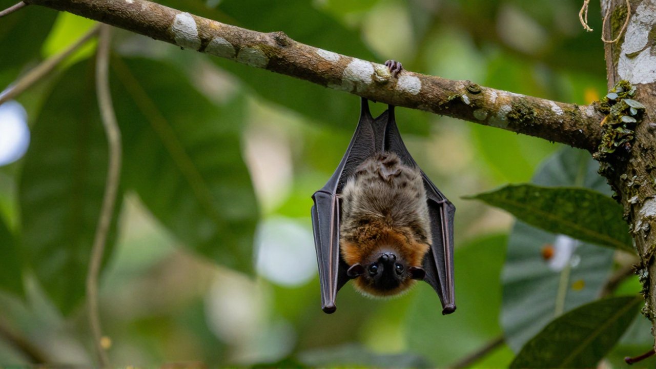 A small fruit bat clings to a mossy tree branch amidst dense tropical foliage.